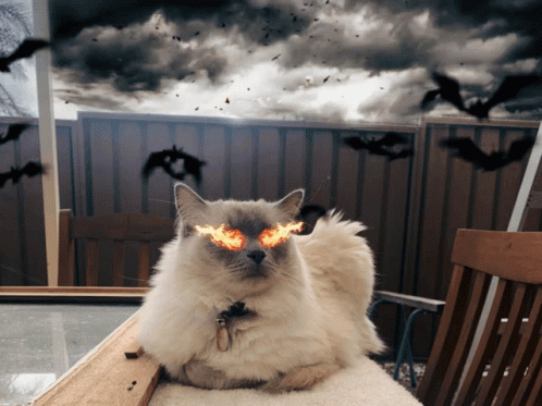 Cat with Flaming Eyes on Chair