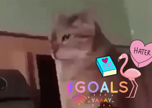 Cat with Flamingo Book and Hater Heart