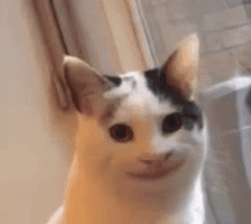 Cat With Funny Face GIF