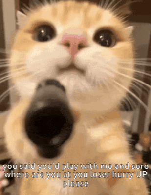 Cat With GIF
