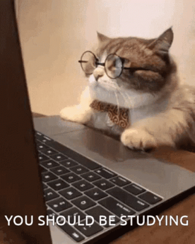 Cat With Glasses and Bow Tie Laying at Laptop