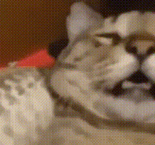 Cat with Glasses and Red Bow