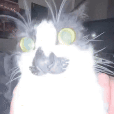 Cat With Glowing Eyes Held by Person