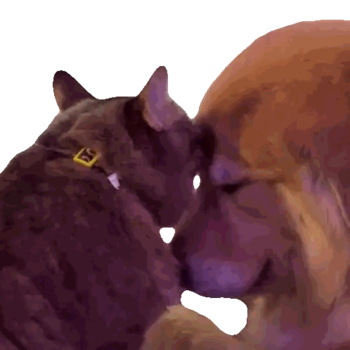 Cat with Gold Buckle Kissing Another Cat