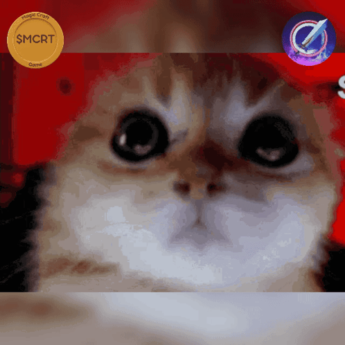 Cat With Gold Coin Saying SMCrt