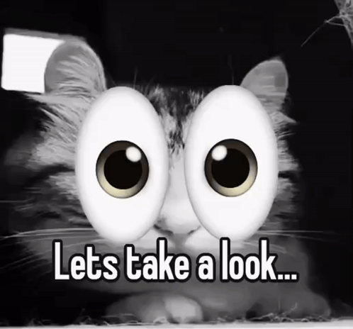 Cat With Googly Eyes Lets Take a Look