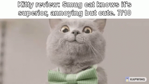 Cat With Green Bow Tie Kitty Review Smug Cat Knows It's Superior Annoying But Cute GIF