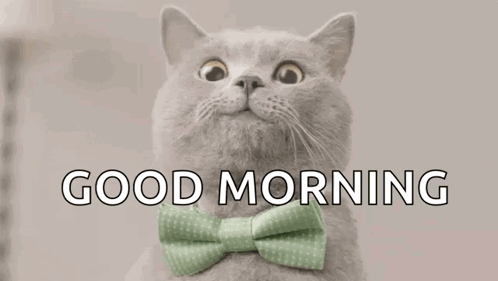 Cat With Green Bow Tie Looking Up GIF