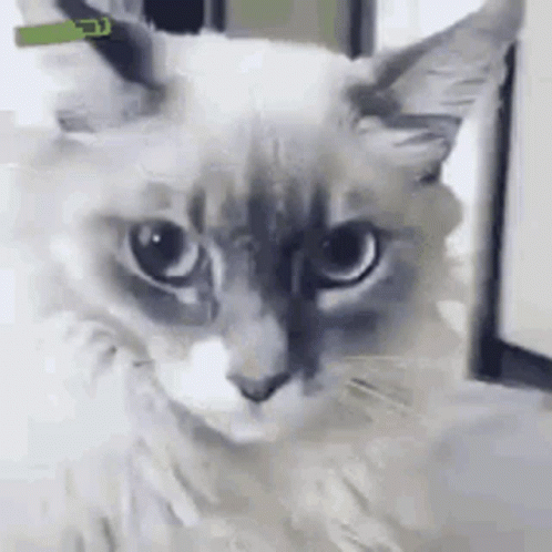 Cat With Green Collar Looking at Camera