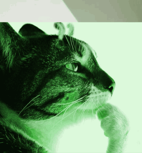 Cat With Green Eyes