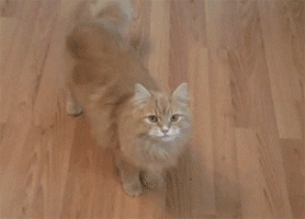 Cat With Gun Dead Play GIF