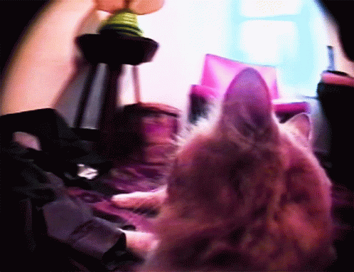 Cat With Gun Fish Eye Cam GIF