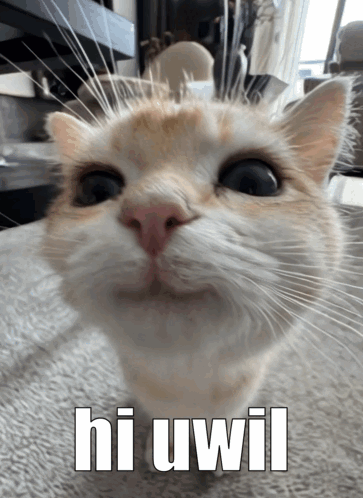 Cat with Hi Uwil