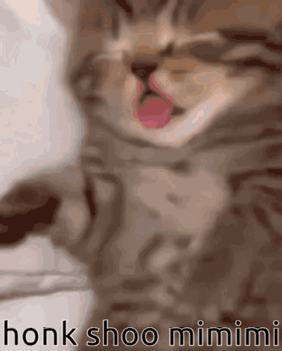 Cat With Honk Shoo Mimimi