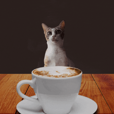 Cat With Hot Cup Of Monday Coffee GIF