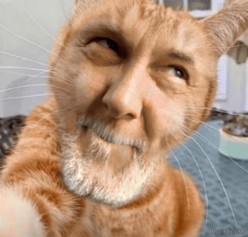 Cat With Human Face Meow GIF