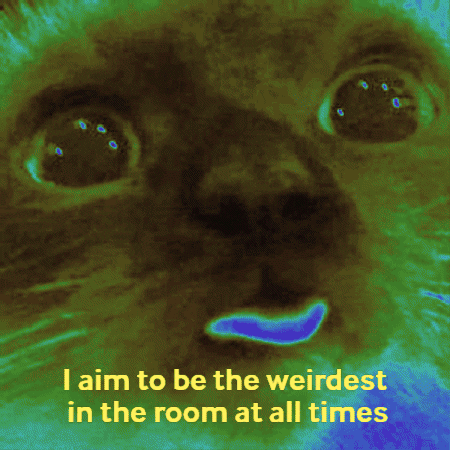 Cat With I Aim to Be the Weirdest in the Room at All Times