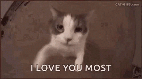 Cat With I Love You Most
