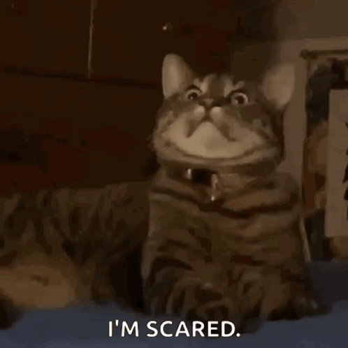 Cat with I'm Scared Text