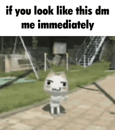 Cat With If You Look Like This DM Me