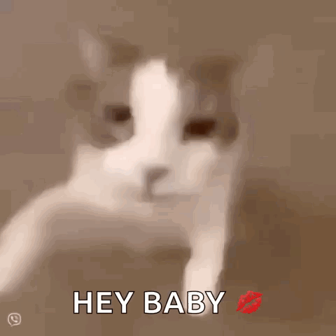 Cat With Kiss and Hey Baby