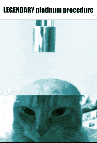 Cat with Legendary Platinum Procedure