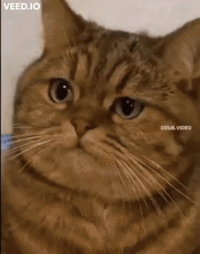 Cat With Letters A and B on Face