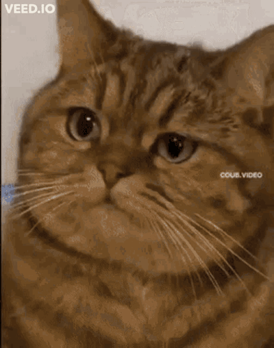 Cat With Letters A and B