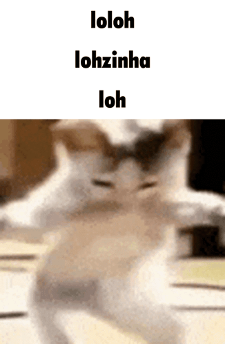 Cat With Loloh Lohzinha Words GIF