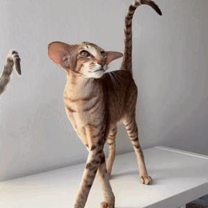 Cat With Long Tail Standing