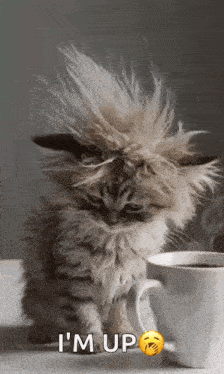 Cat with Mohawk and Coffee Cup