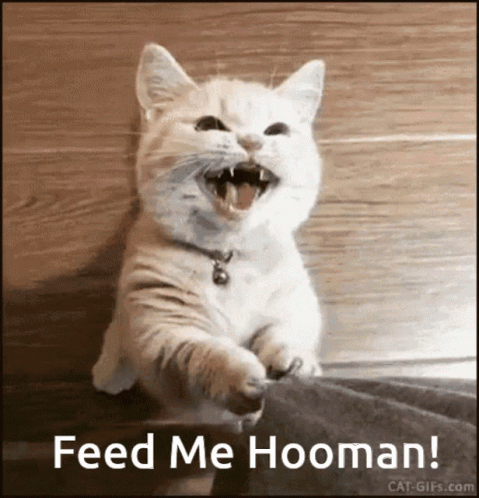 Cat With Mouth Open Saying Feed Me Hooman