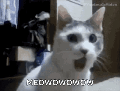 Cat With Mouth Open Saying Meowowow