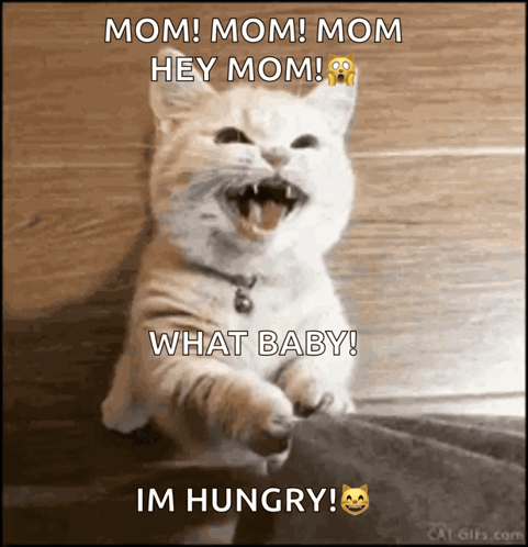 Cat With Mouth Open Saying Mom Mom Mom GIF