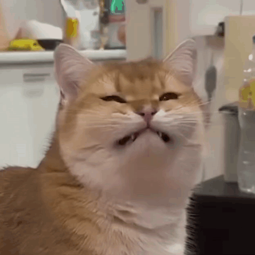 Cat with Mouth Open Showing Teeth