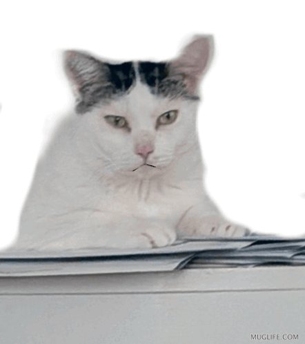 Cat with Mustache Laying on Bills