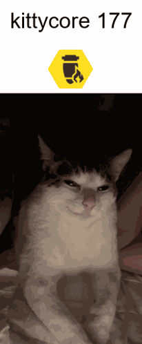 Cat with Name Kittycore 177