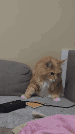 Cat With Oh Lawd She's Coming
