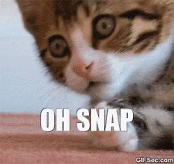Cat with Oh Snap Text