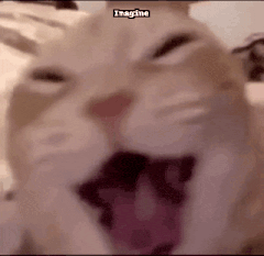 Cat with Open Mouth and Imagine Text