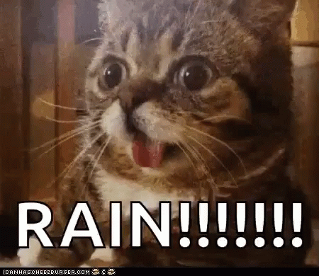 Cat with Open Mouth and Rain Text