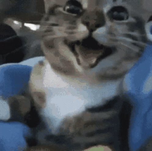 Cat With Open Mouth on Blue Chair