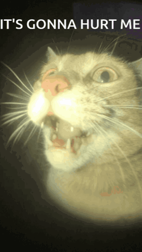 Cat With Open Mouth Saying It Gonna Hurt Me GIF
