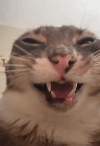 Cat With Open Mouth Showing Teeth