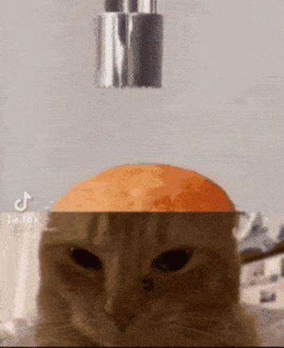 Cat With Orange on Head Sprayed by Faucet