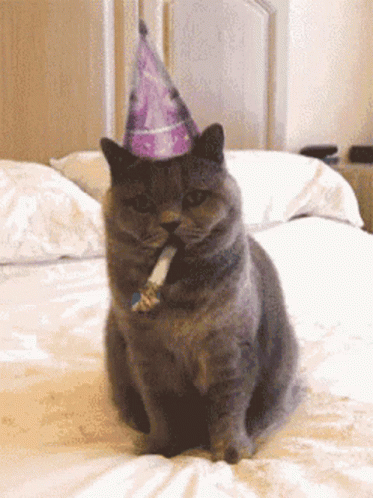 Cat With Party Hat And Party Horn GIF