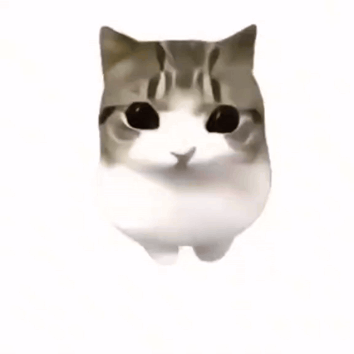 Cat With Pink Blush Cheeks