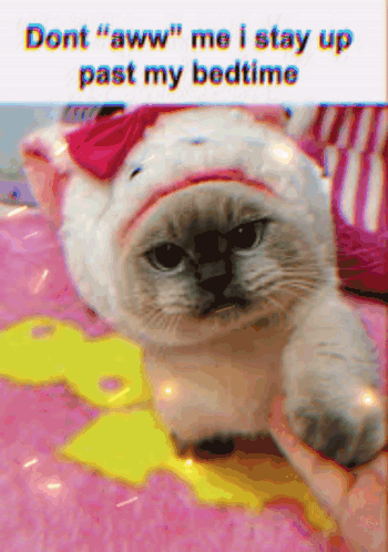 Cat With Pink Bow Being Held on Bed