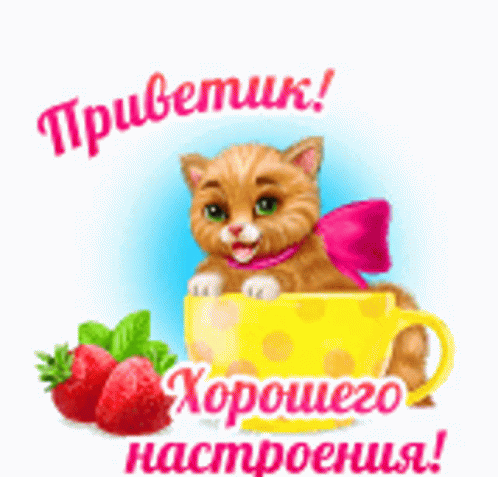 Cat With Pink Bow Sitting In Yellow Cup With Strawberries GIF
