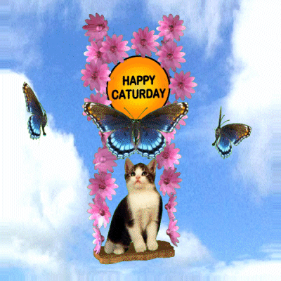 Cat With Pink Flowers and Butterflies Happy Saturday Sign